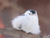Nuthatch on a blustery day