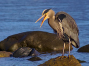 Heron On A Rock