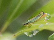 Candy Striped Leaf Hopper