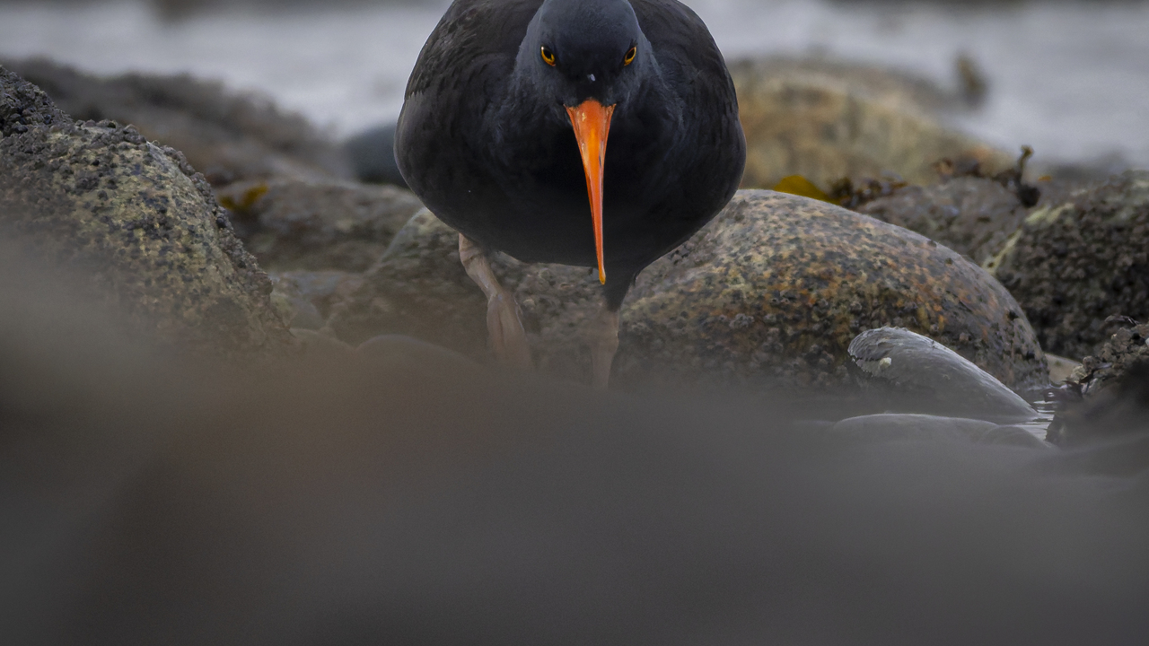 Black Oystercatcher