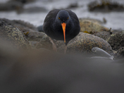 Black Oystercatcher