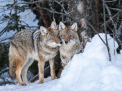 A sentient creature - Coyote (Canis latrans)