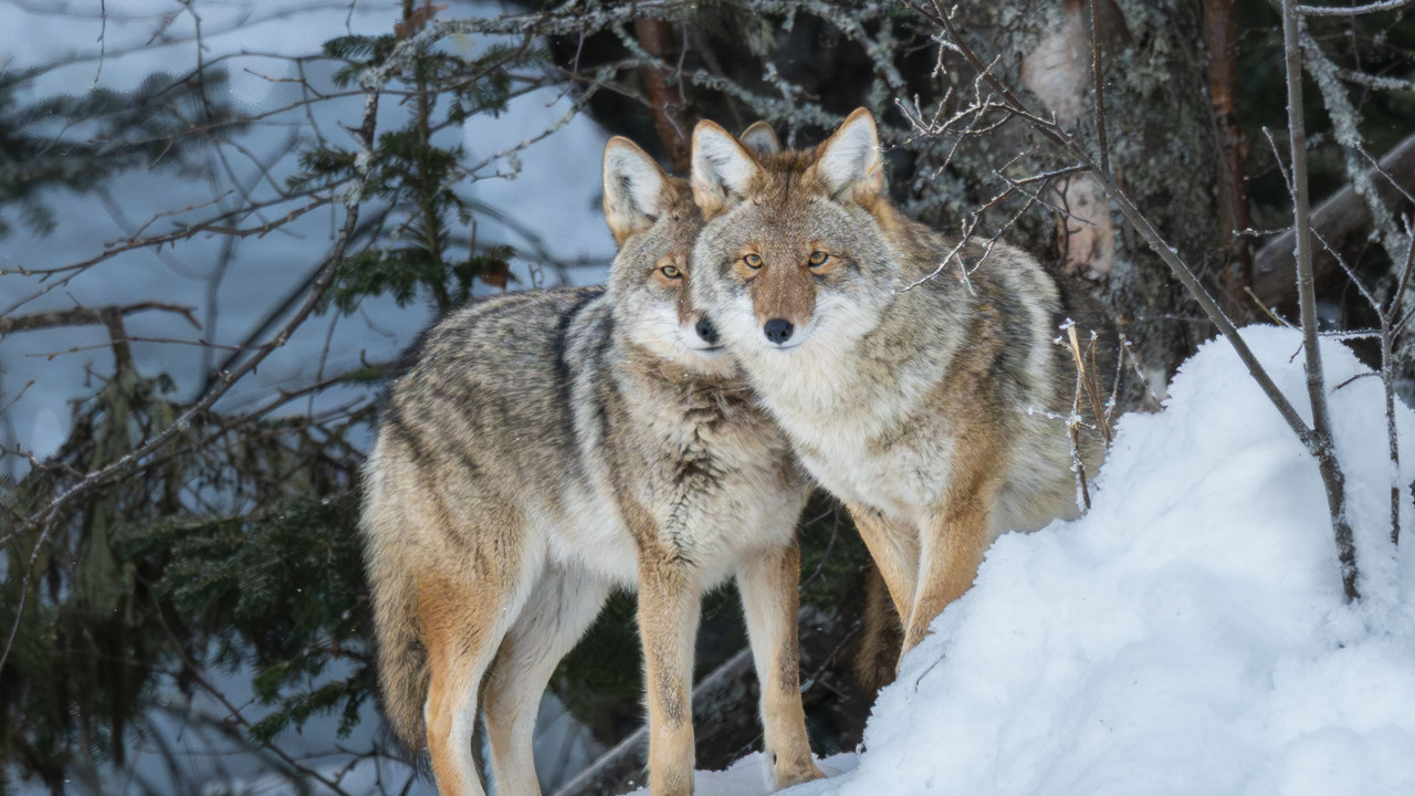 A sentient creature - Coyote (Canis latrans)
