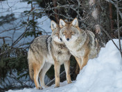 A sentient creature - Coyote (Canis latrans)