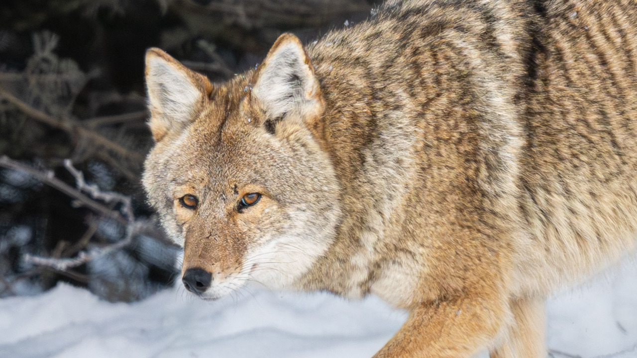 A sentient creature - Coyote Bonded Pair