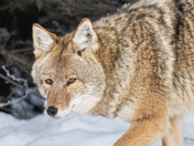 A sentient creature - Coyote Bonded Pair