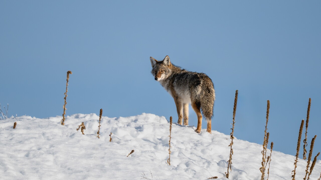 A sentient creature - Coyote Bonded Pair