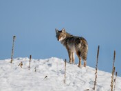 A sentient creature - Coyote Bonded Pair