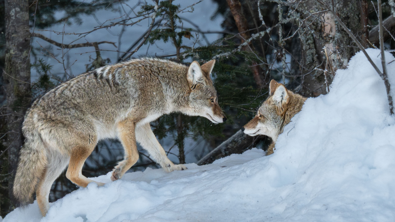 A sentient creature - Coyote Bonded Pair