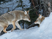 A sentient creature - Coyote Bonded Pair