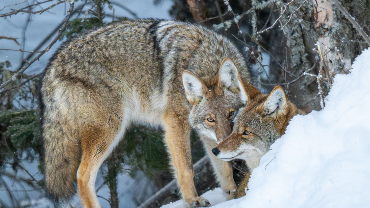 A sentient creature - Coyote Bonded Pair