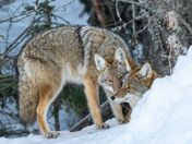 A sentient creature - Coyote Bonded Pair