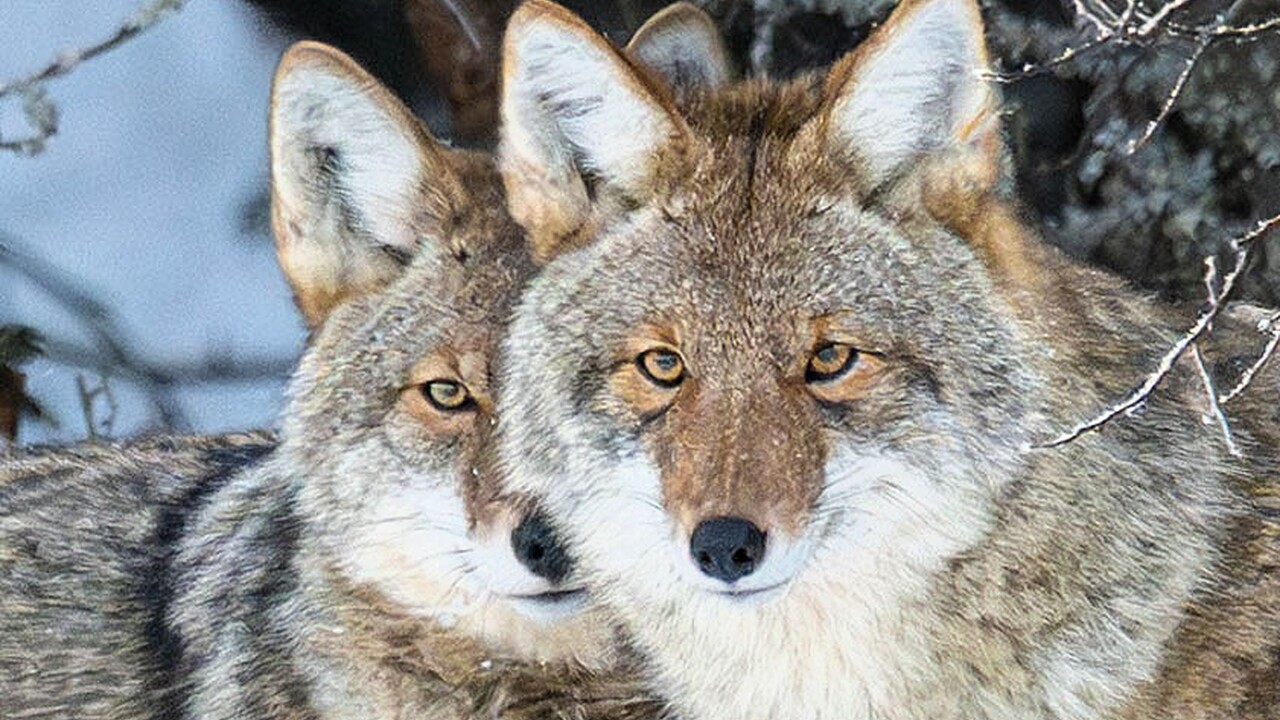 A sentient creature - Coyote Bonded Pair