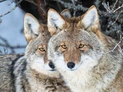 A sentient creature - Coyote Bonded Pair