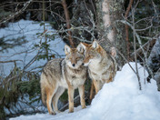 A sentient creature - Coyote Bonded Pair