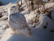 Snowy Owl