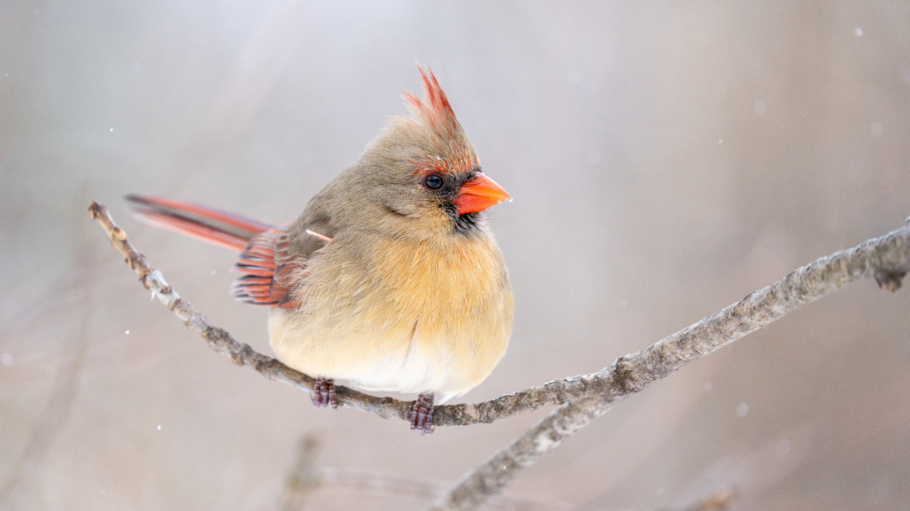 Northern Cardinal on a cold Winter day
