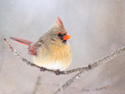 Northern Cardinal on a cold Winter day