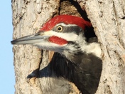 Pileated Woodpecker - Peek A Boo