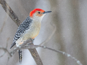 Red Bellied Woodpecker 