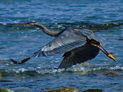 A Heron In Flight