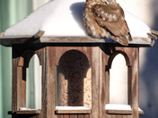 Saw Whet Owl Snoozing in Sunshine