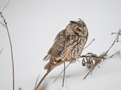 long-eared owl on snow field