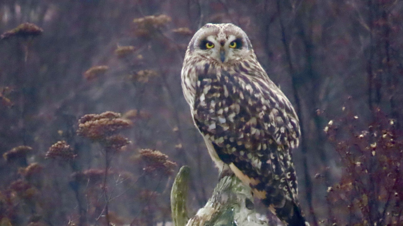 Short Eared Owl