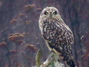 Short Eared Owl