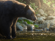 Vancouver island bear