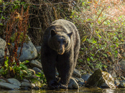 Vancouver island bears