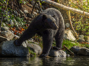Vancouver island bears