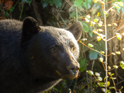Vancouver island bears