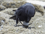 Dual of the growing crab