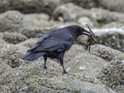 Dual of the crow and crab