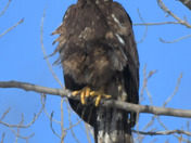 Juvenile Bald Eagle 