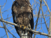 Juvenile Bald Eagle 
