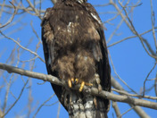 Juvenile Bald Eagle 