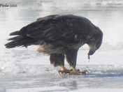 Juvenile Bald Eagle 