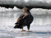 Juvenile Bald Eagle 