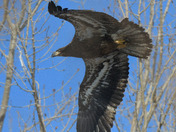 Juvenile Bald Eagle 