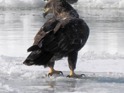 Juvenile Bald Eagle 