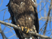 Juvenile Bald Eagle 