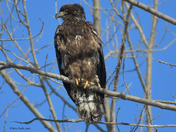 Juvenile Bald Eagle 
