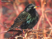 European Starling 
