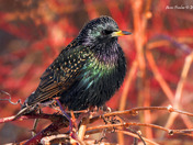 European Starling 