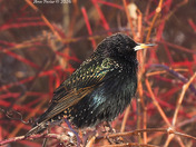 European Starling 