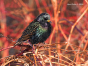 European Starling 
