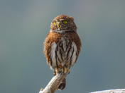 Pygmy owl on Vancouver island