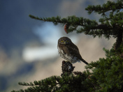 Pygmy owl on Vancouver island